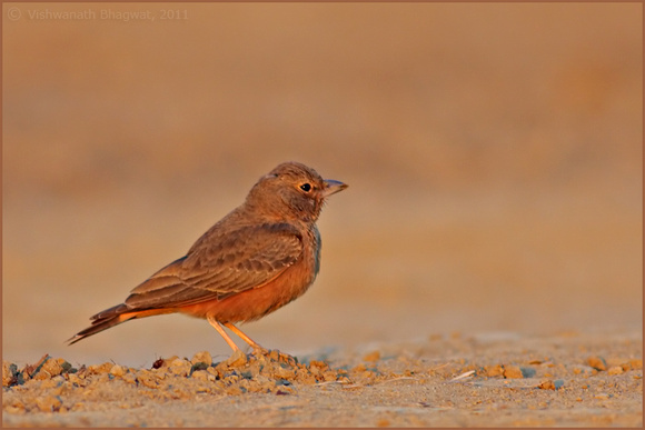 Rufous Tailed Lark