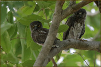 Young of Brown Hawk Owl