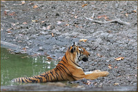 Tiger - Munna