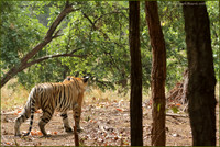 Tigress Naina