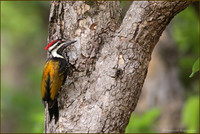 Black-Rumped Flameback Woodpecker