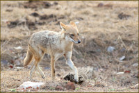 Golden Jackal