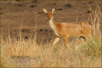 Swamp Deer - Hard Ground Barasingha