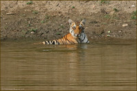 Tiger cub of T27 Tigress