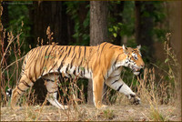 Tigress T27 or Dhawajhandi Female