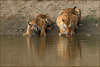 Tigress T27 with cub