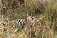 Neelam Tigress