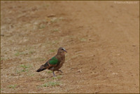 Emerald Dove