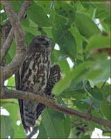 Brown Hawk Owl