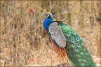 Indian Peafowl