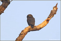 Jungle Owlet