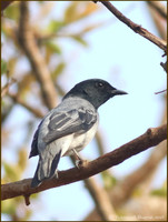Black-Headed Cuckooshrike