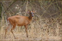 Barking Deer