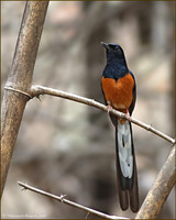 White-Rumped Shama