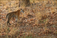 Tigress Neelam