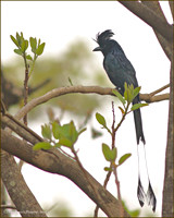 Racquet-Tailed Drongo