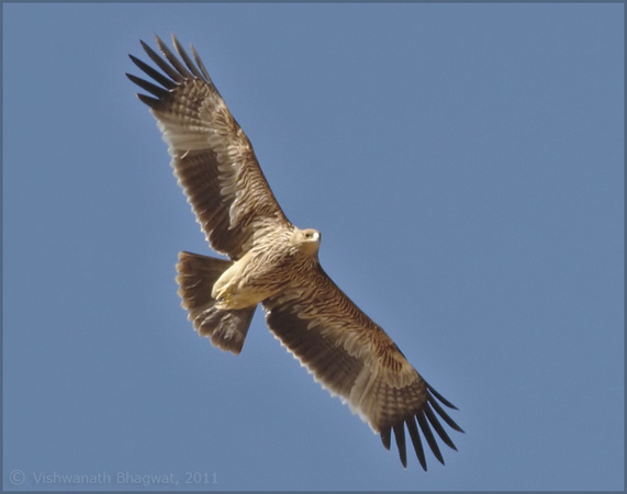 Imperial Eagle - Record shot