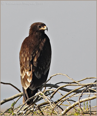 Greater Spotted Eagle