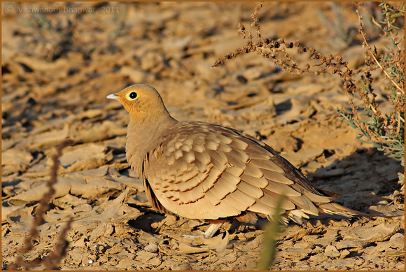 Chestnut Bellied Sandgrouse, male