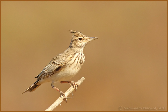 Crested Lark