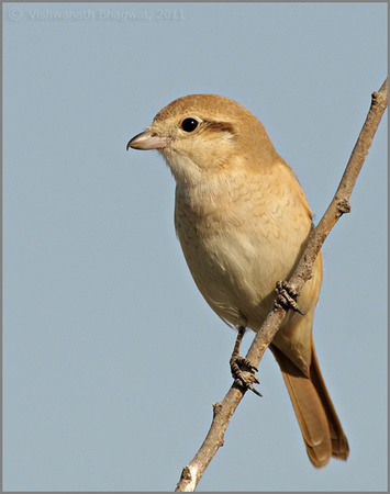 Isabelline Shrike